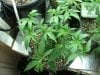 red diesel 5 weeks005.jpg