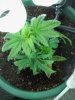 Day 21 LST 004.jpg