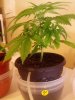 Day29__BB__BigBertha.jpg