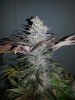 Gorilla Grape F3 002.jpg