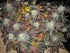 Blackberry-Kush-Marijuana-Strain-Review2.jpg