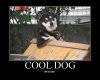 dog-meme-hes-cool.jpg