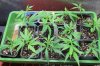 ssh clones 1 week.jpg