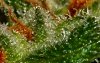 lil-green-bud-008-800x.jpg