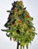 lil-green-bud-010-800x.jpg