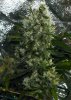 cut-5-016-green-bud.jpg