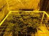 Scrog_day14_1.jpg