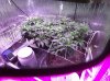 02.18.14 BV SCROG.jpg