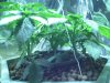 HydroGrowth_3week (1).jpg