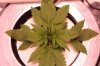 4X4 Week 1 Day 7 Of Flower 003 (800x533).jpg