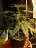 2014-01-18 22.54.42 - Irie OG #4.jpg