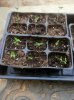 seedlings.jpg