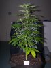 2014-01-27 -- Irie OG #1 - Pic #1.jpg