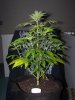 2014-01-27 -- Irie OG #3 - Pic #1.jpg