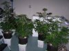 2014-02-06 -- Irie OG - Overview.jpg