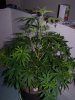 2014-02-06 -- Irie OG #4 - Pic#1.jpg