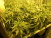 phamryder-720723-albums-aurora-indica-1st-grow-picture3004231-day-3-flower.jpg