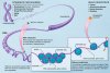 Epigenetic_mechanisms.jpg