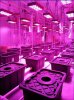 Apollo 8 LED grow light growth.jpg