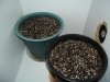 New indoor grow 003.jpg