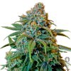 single-pick-n-mix-barneys-liberty-haze-feminised-seeds_500.jpg