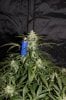 ak47-59days-5.jpg