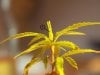 2939329d1273294010-4th-cfl-grow-jungle-growth-1-fim.jpg