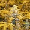 nirvana-bubblelicious-autoflowering-feminised-seeds_500.jpeg