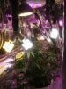 day51 flowerroom pic1.jpg