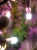 day51 flowerroom pic2.jpg