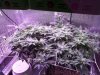 03.03.14 BV SCROG.jpg