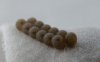 stinkbug eggs day 6a.jpg