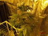 Seed1_day35.jpg