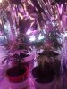 Day39 Flower areaP1.jpg