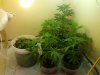 veg room pic11 DAy46.jpg