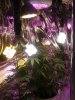 day51 flowerroom pic1.jpg