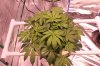 4x4 tent week 5 day 5 of veg 004 (800x533).jpg