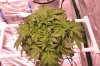 4x4 tent week 5 day 5 of veg 005 (800x533).jpg