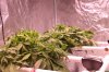 4x4 tent week 5 day 6 of veg 012 (800x533).jpg