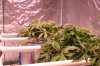 4x4 tent week 5 day 6 of veg 013 (800x533).jpg