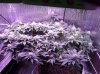 03.13.14 BV SCROG 1.jpg