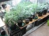 Full Grow Library 3-13-14 010.jpg