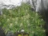 Full Grow Library 3-13-14 016.jpg