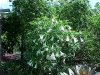 datura-Jimson_weed-0.jpg