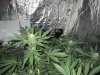 Full Grow Library 3-13-14 038.jpg