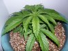 New indoor grow 025.jpg