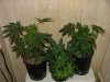 week 6 and male clones003.jpg