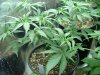 week 6 and male clones010.jpg