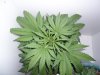 New indoor grow 041.jpg