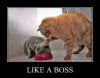 like-a-boss-funny-meme-21.jpg